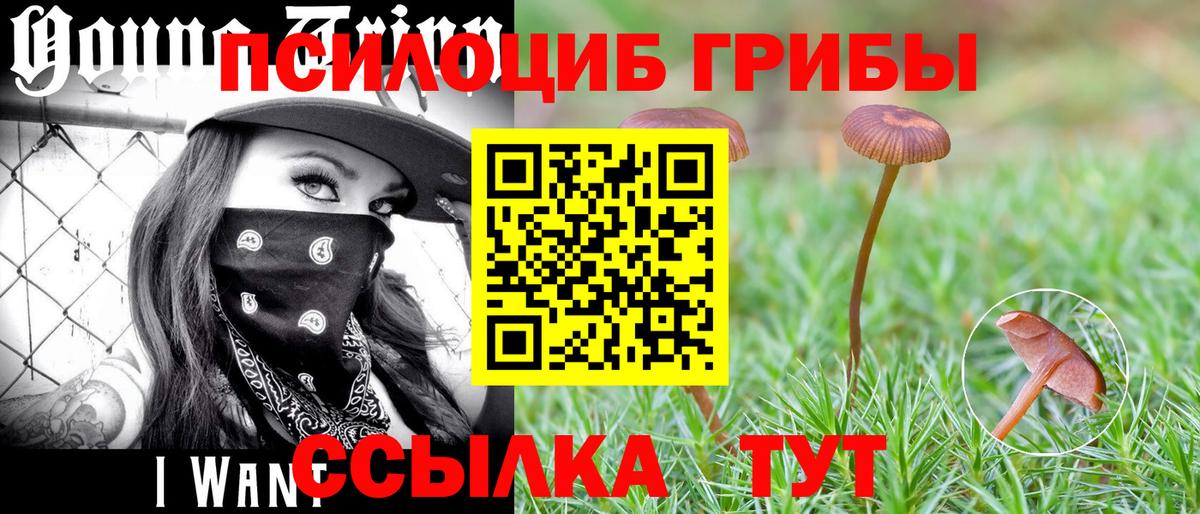 Галлюциногенные грибы Psilocybe  наркошоп  Вход с VPN  Новый Уренгой  Псилоцибиновые грибы Cubensis 